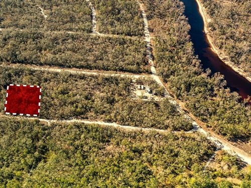 Land Near Suwannee River : Live Oak : Suwannee County : Florida