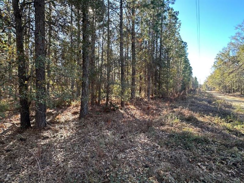 Halcyondale Loop : Sylvania : Screven County : Georgia