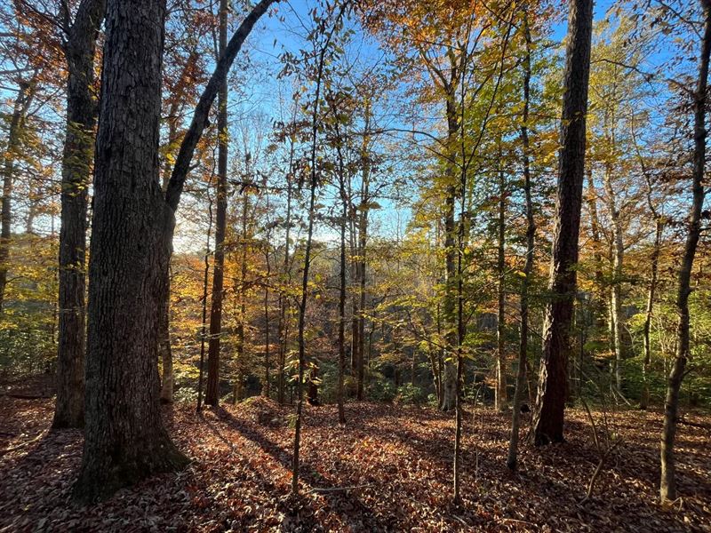 95 Acres in Union Parish, LA : Downsville : Union Parish : Louisiana