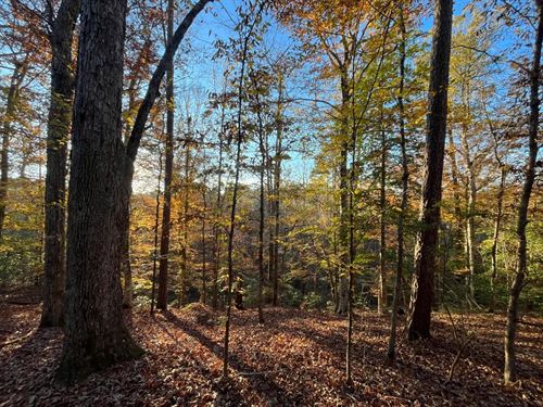 95 Acres in Union Parish, LA : Downsville : Union Parish : Louisiana