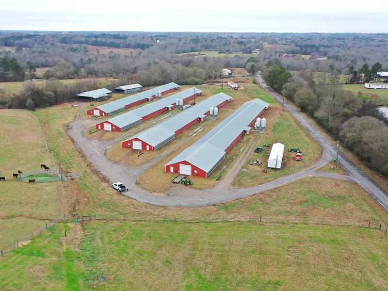 Light Broiler Farm : Arab : Cullman County : Alabama