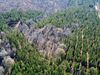 40 Acres in Randolph County : Roanoke : Randolph County : Alabama