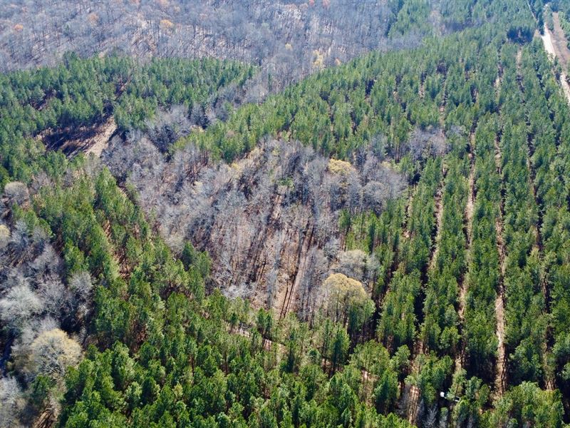 40 Acres in Randolph County : Roanoke : Randolph County : Alabama