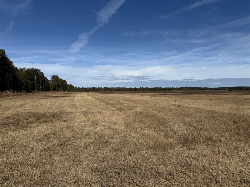 216 Acres, NE 85th Ave Rd : Citra : Marion County : Florida