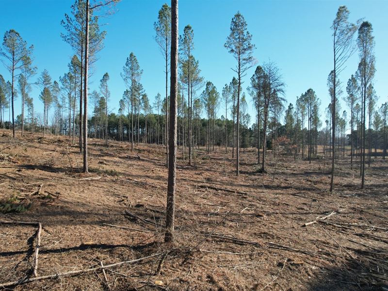 Gillchrist Road 16 Acres : Cypress Inn : Wayne County : Tennessee