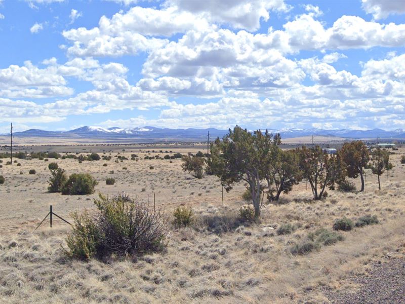 Room to Dream Under Arizona Skies : Concho : Apache County : Arizona