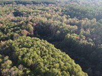 Homesite & Hunting-Best of Both : Foxworth : Marion County : Mississippi