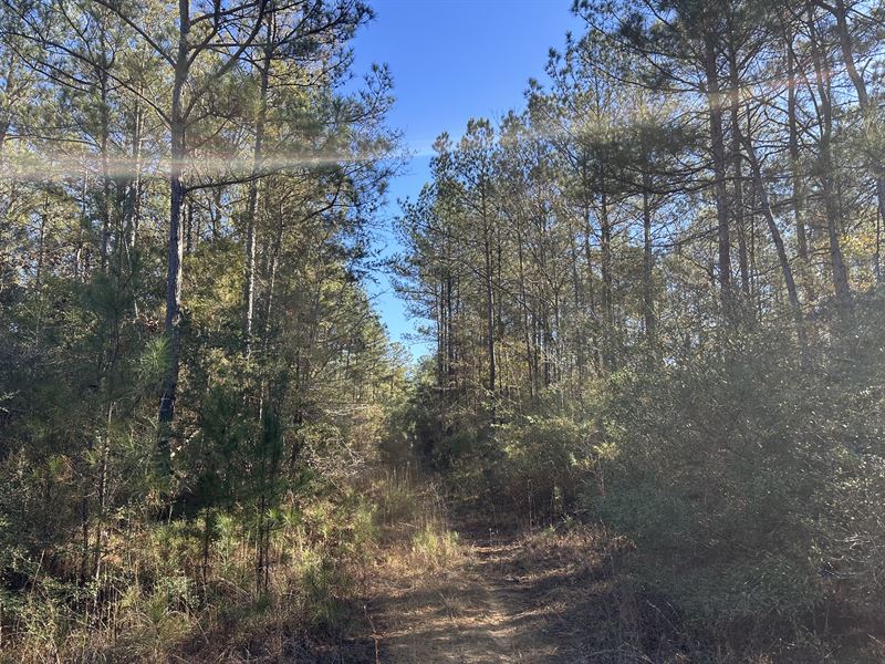 Whistler Tract-268 Acres : Waynesboro : Wayne County : Mississippi