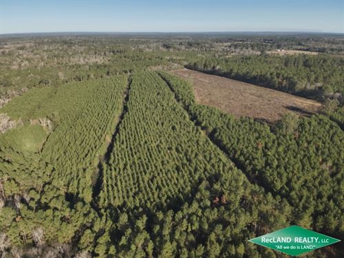 77 ac, Timberland for Home Site : Crockett : Houston County : Texas