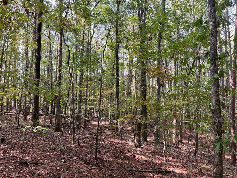 36 Acres Bankhead, Tuscaloosa Co : Adger : Tuscaloosa County : Alabama