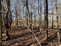 5.03 Acres Unrestricted Wooded Pr : Valley Head : Dekalb County : Alabama