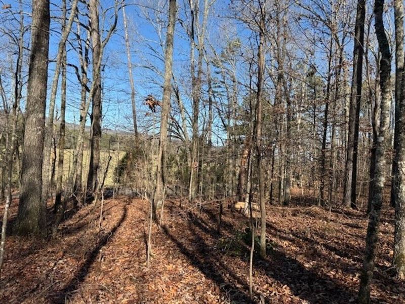 5.1 Acres Unrestricted Wooded Pro : Valley Head : Dekalb County : Alabama