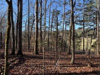4.89 Acres Unrestricted Wooded Pr : Valley Head : Dekalb County : Alabama