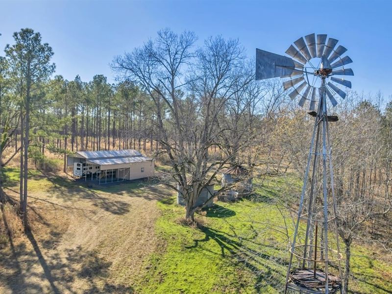 Whitetails at The Windmill : Ellaville : Schley County : Georgia