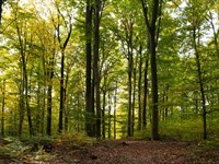 Private Lot Near 3 Lakes : Cherokee Village : Sharp County : Arkansas