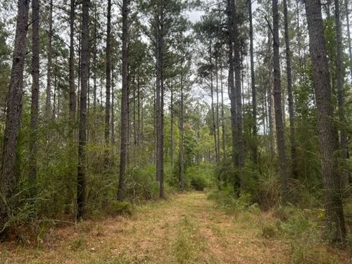 70 Acres in Walthall County, MS : Jayess : Walthall County : Mississippi