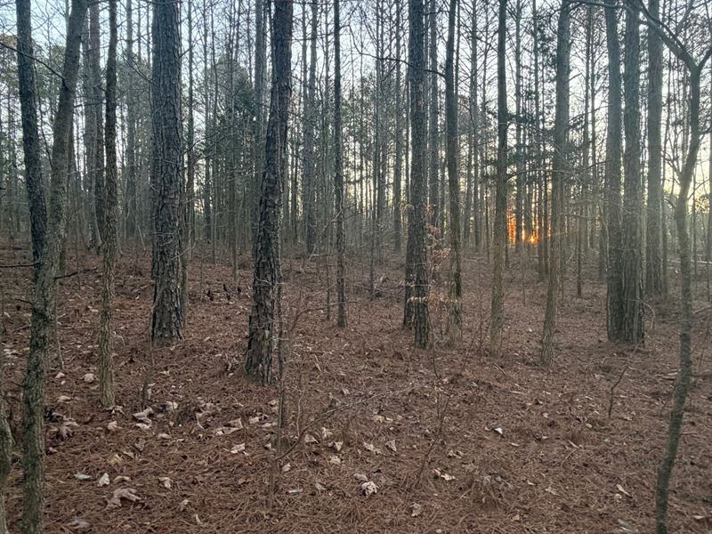 Acreage 6.29 Acre Wooded Homes : Bowdon : Carroll County : Georgia