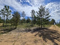 Oversized Corner Lot with Power : Hawthorne : Putnam County : Florida