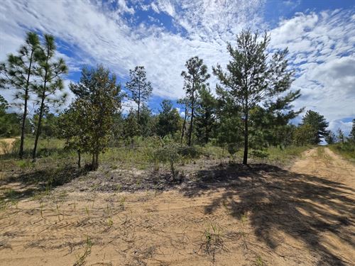 Oversized Corner Lot with Power : Hawthorne : Putnam County : Florida