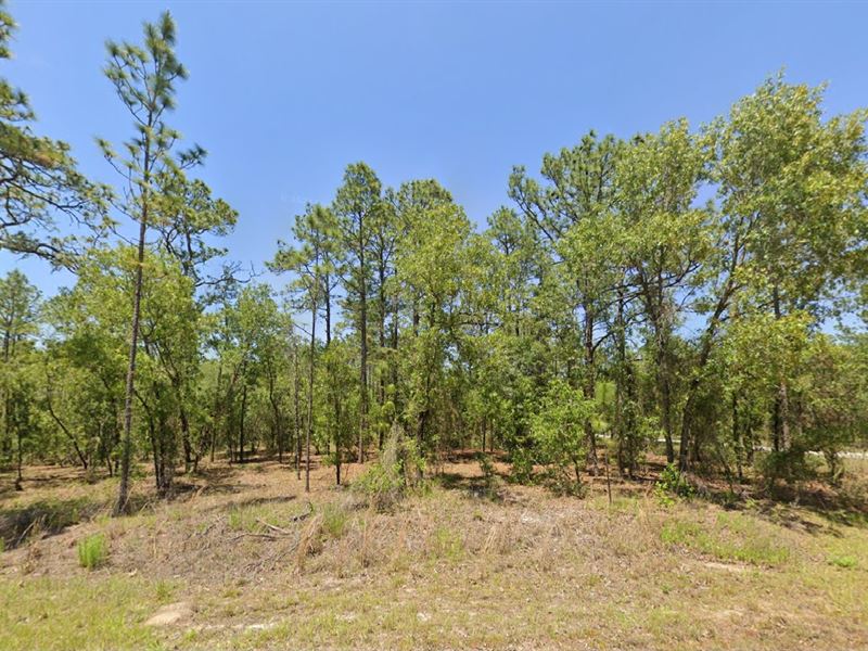 Blowout Sale Land at $99 Down : Dunnellon : Marion County : Florida