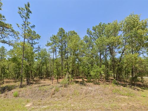 Blowout Sale Land at $99 Down : Dunnellon : Marion County : Florida