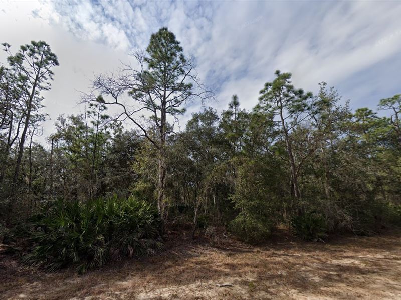 Forest, Stars & Paradise $199 Down : Interlachen : Putnam County : Florida