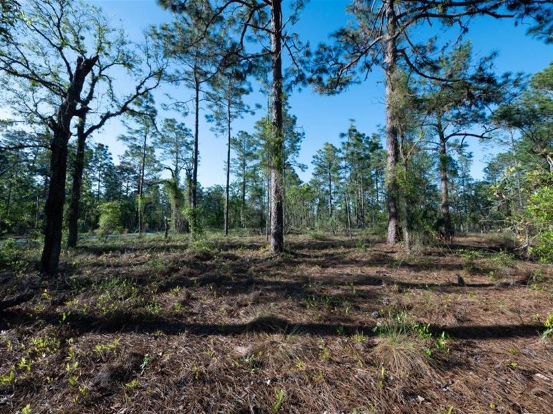 Get Ready to Build Your Dream Home : Dunnellon : Marion County : Florida