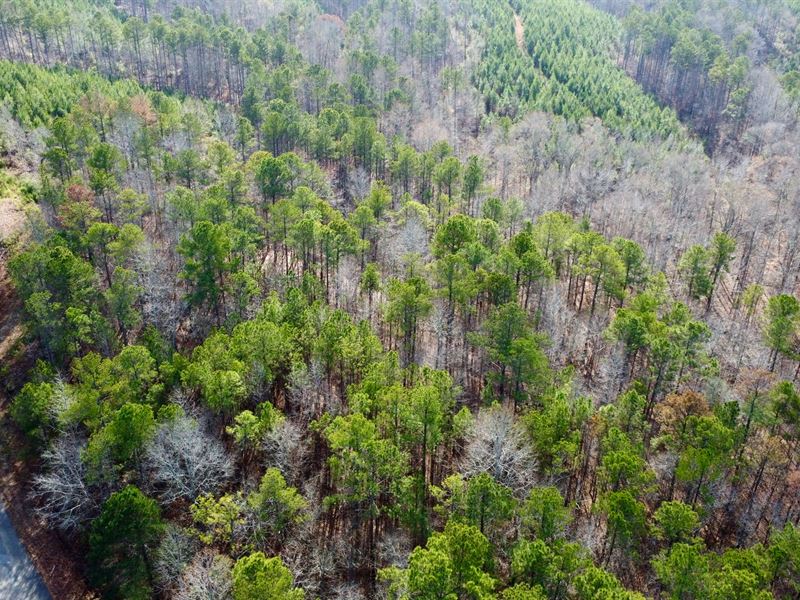 Turkey Pen Road Tract 5, 4.6 : Cragford : Clay County : Alabama