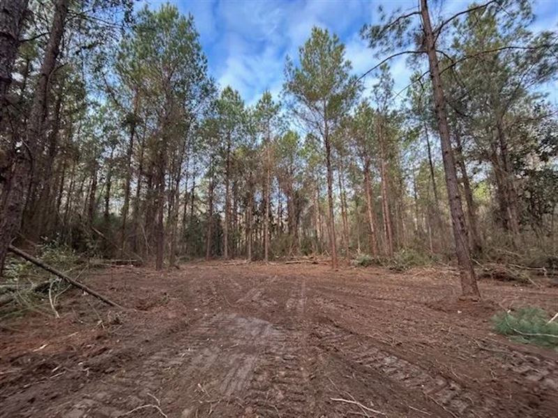 6 Acres Irene Rd, Magnolia, MS : Magnolia : Pike County : Mississippi