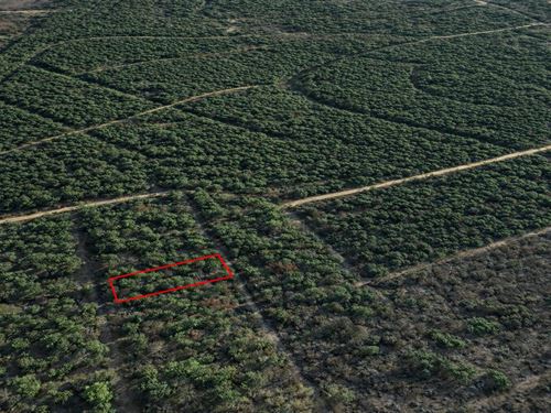 .34 Acre Wooded Lot, Paved Access : Navasota : Grimes County : Texas