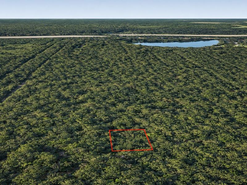 .23 Acre Wooded Lot Near Lake, $1 : Cleveland : Liberty County : Texas