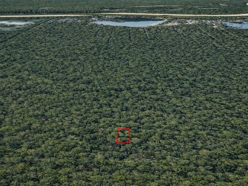 .11 Acre Wooded Near Old River Lak : Cleveland : Liberty County : Texas