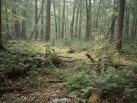 39 Acres Near Kentucky River Bluff : Wilmore : Jessamine County : Kentucky