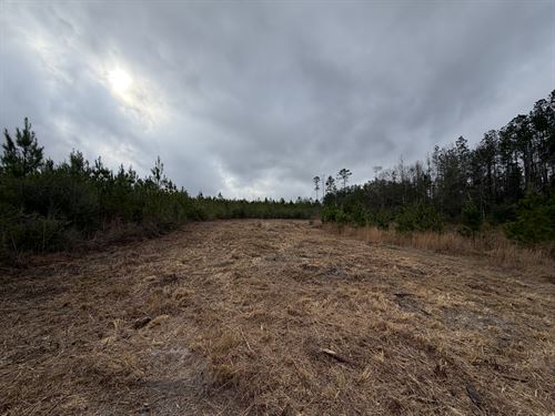 Fire Tower 125 Tract : Chatom : Washington County : Alabama