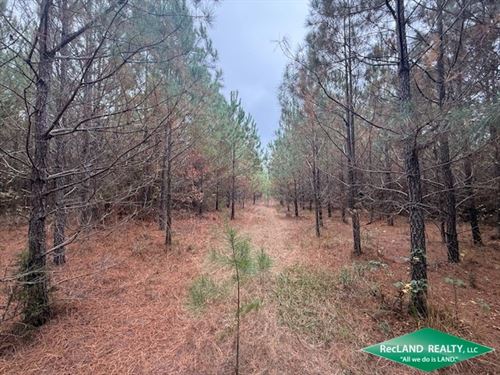 48 Ac Pine Plantation : Cotton Valley : Webster Parish : Louisiana