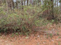 Buildable Res, Flat Corner Lot : Shallotte : Brunswick County : North Carolina