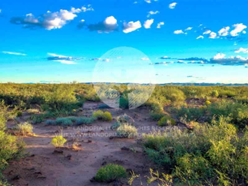 Big Buck for Just a Few Bucks : Van Horn : Culberson County : Texas