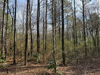 8 Acres on Bagley Rd : Dora : Jefferson County : Alabama