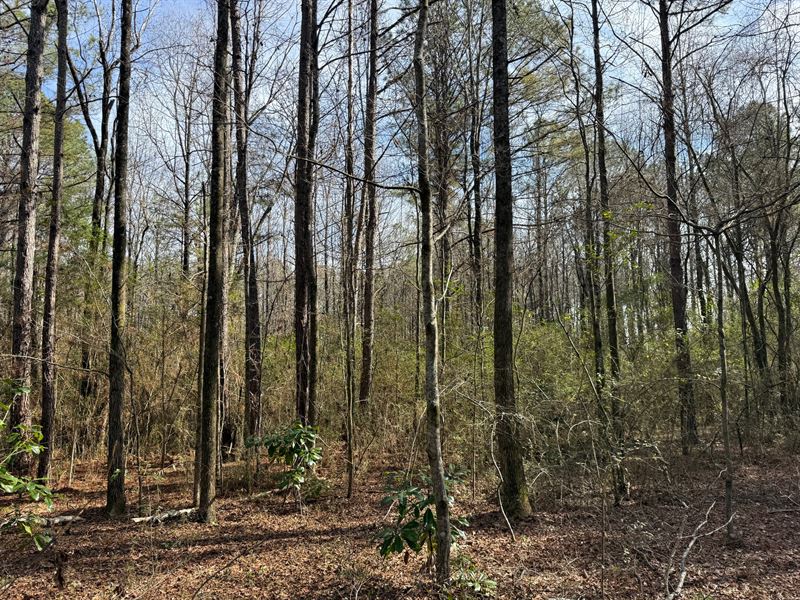 8 Acres on Bagley Rd : Dora : Jefferson County : Alabama