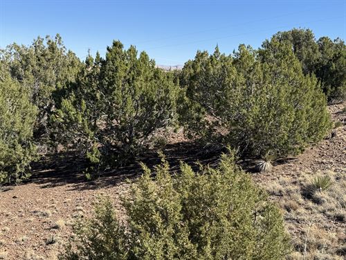 Build Atop a Hill with Scenic Views : Concho : Apache County : Arizona