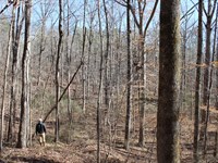 Super Convenient Natural Timber : West Blocton : Bibb County : Alabama