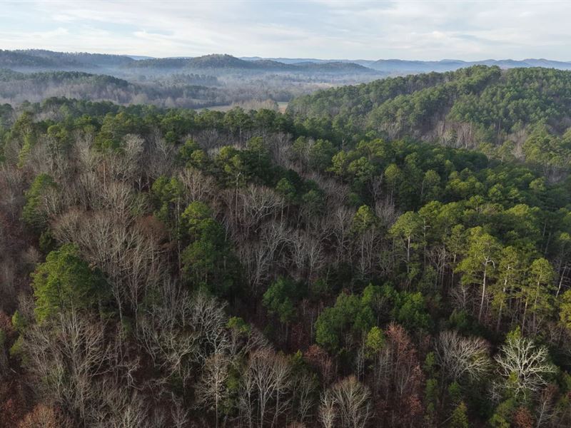 9.86 Acres Tract 2 in Montgomery : Oden : Montgomery County : Arkansas