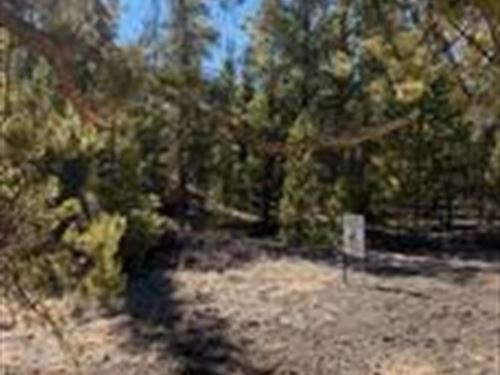 Level Lot with Pine Trees : Leadville : Lake County : Colorado