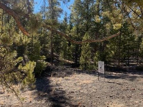 Level Lot with Pine Trees : Leadville : Lake County : Colorado