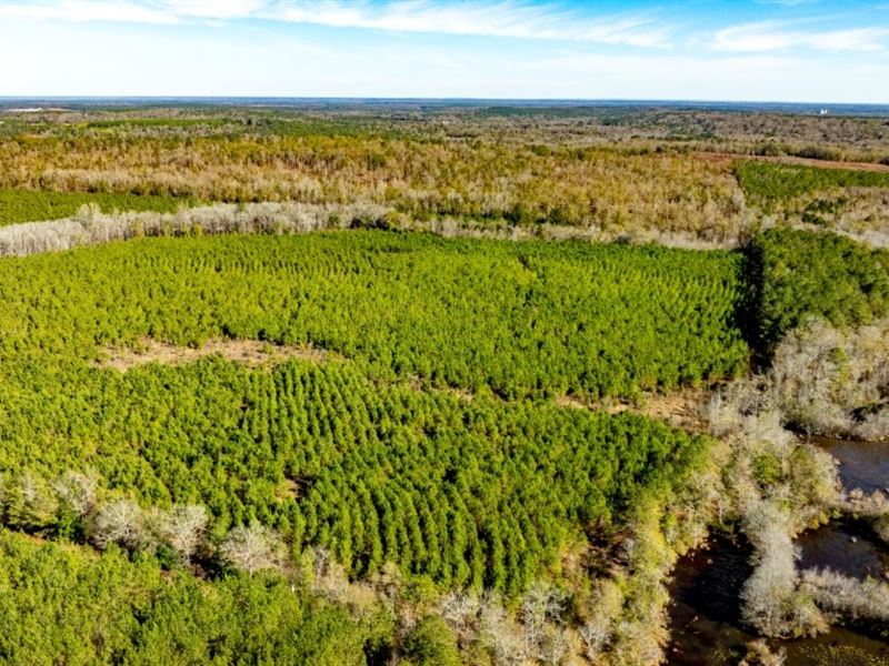 Camp Branch Tract : Ideal : Macon County : Georgia