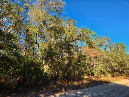 Nice Wooded Lot with Power Access : Interlachen : Putnam County : Florida
