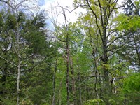 Double Lot Deal in Horseshoe Bend : Horseshoe Bend : Izard County : Arkansas