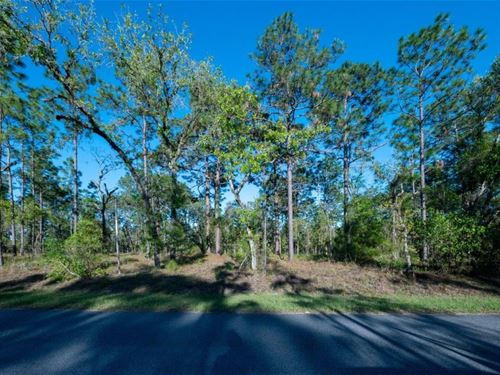 Escape The Concrete Jungle : Dunnellon : Marion County : Florida