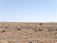 A Place to Slow Down and Breathe : Sun Valley : Navajo County : Arizona