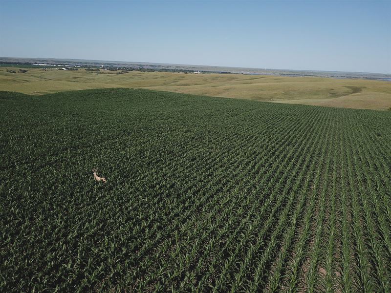 457 Acres, River Frontage, Tillable : Mobridge : Walworth County : South Dakota